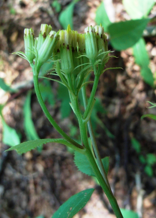 Senecio ovatus s.l. (o S. nemorensis s.l.)